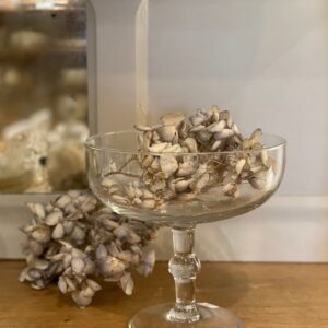 Elsa coupe en verre transparent